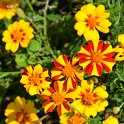 Tagetes patula 'Mr Majestic'